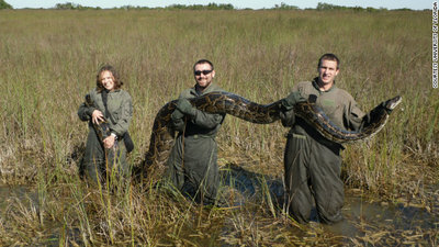 121207071251-01-florida-python-1207-story-top.jpg