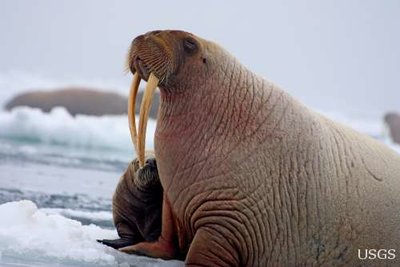 walrus_pup_side_2010_Norseman_Sarah_Sonsthagen.jpg