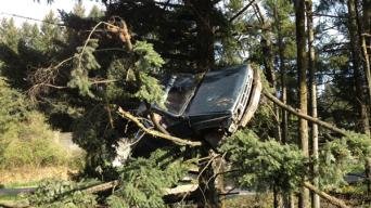 Truck_in_a_Tree_2.jpg
