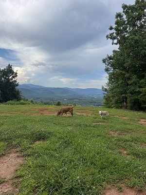 IMG_6438.jpeg