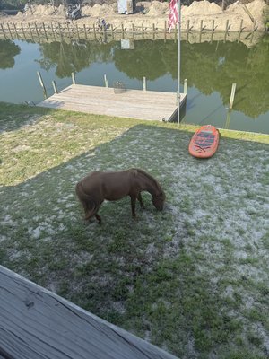 IMG_5314.jpeg