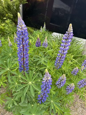 IMG_8083.jpeg