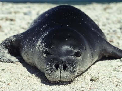 monk-seal_632_600x450.jpg