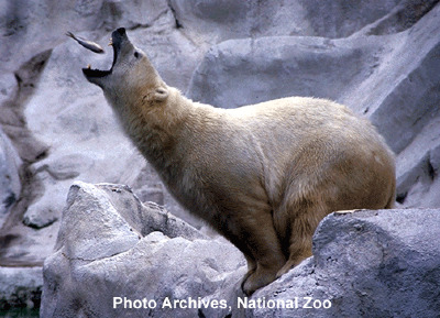 PolarBear2.gif
