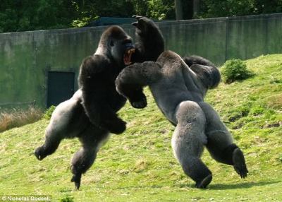 gorillas-fighting.jpg